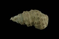 藏品(白葚蟹守螺)的圖片